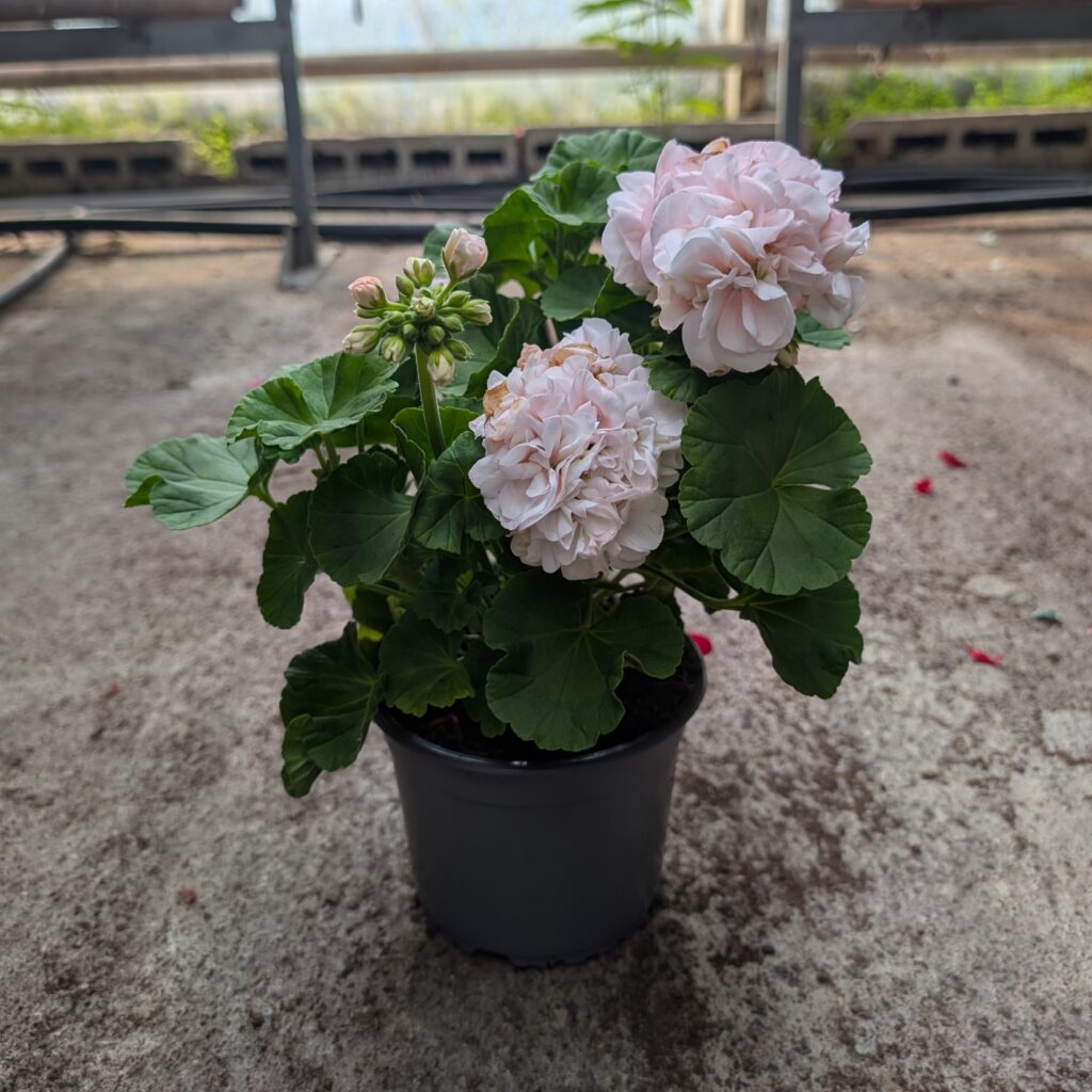 Pelargoni Dronning Ingrid