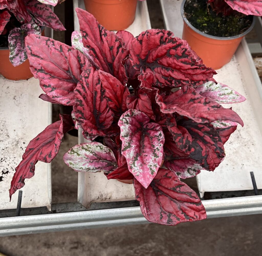 Lehtibegonia
