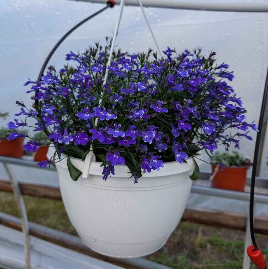 Lobelia-amppeli