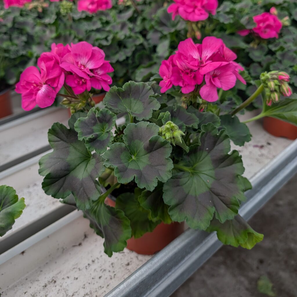 Pelargoni