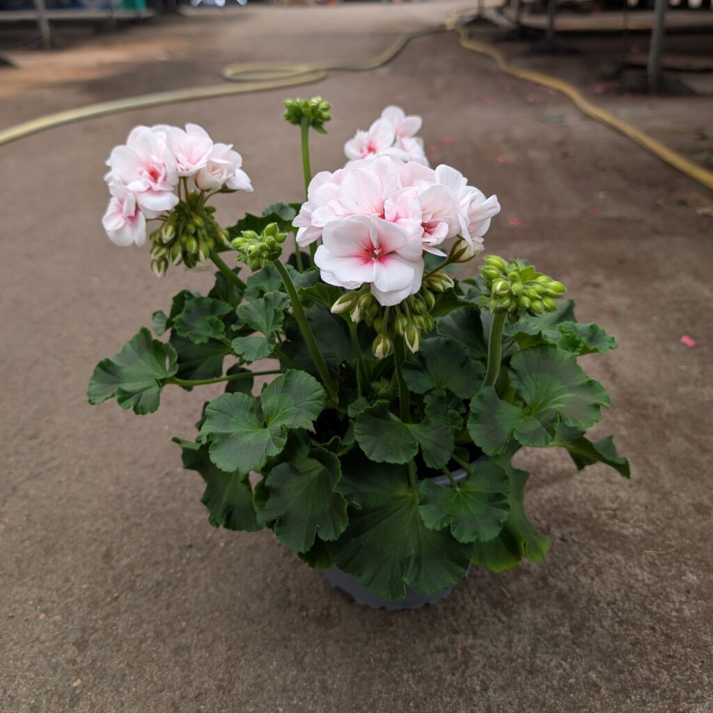 Pelargoni Estelle