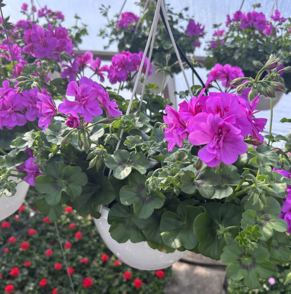 Pelargoniamppeli