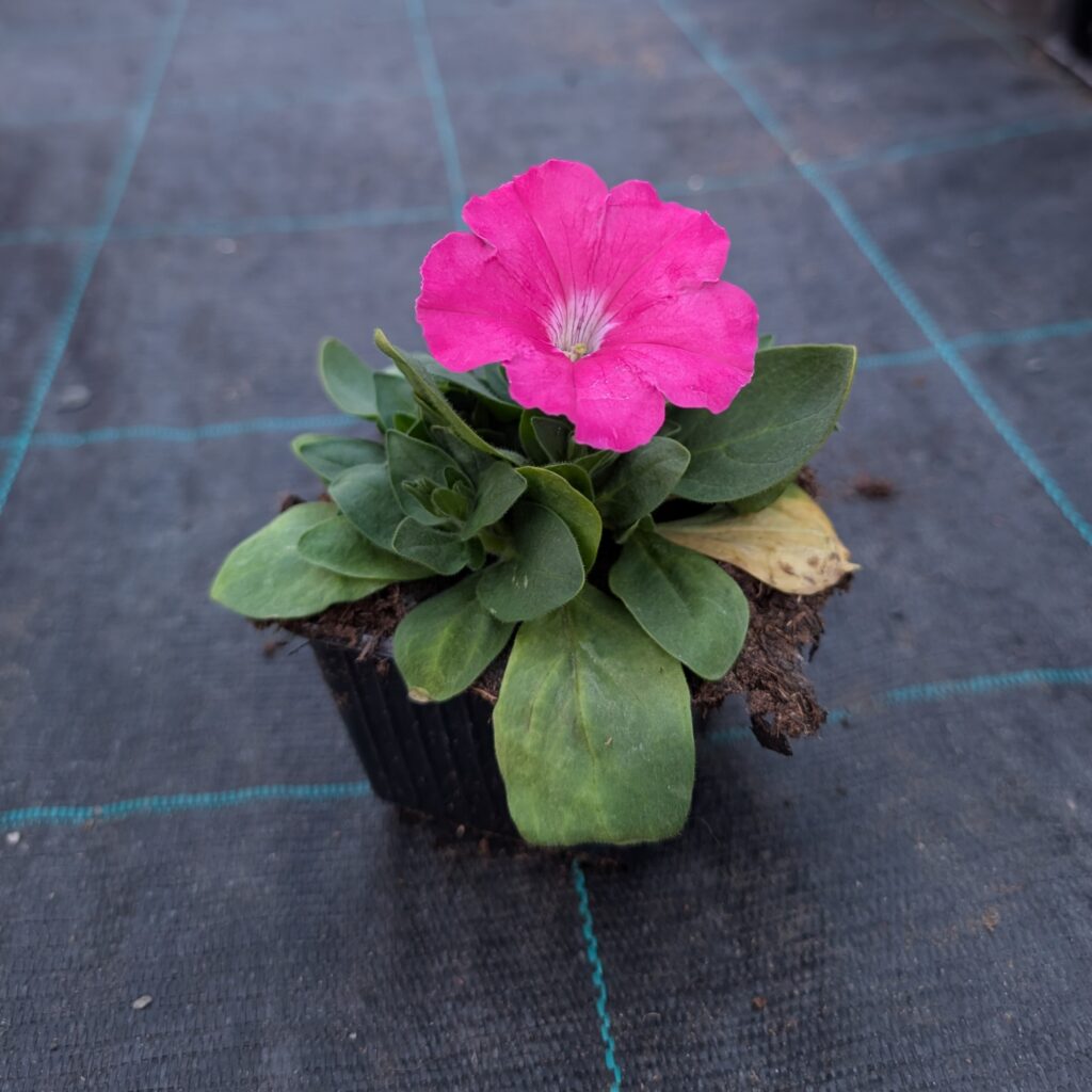 Petunia