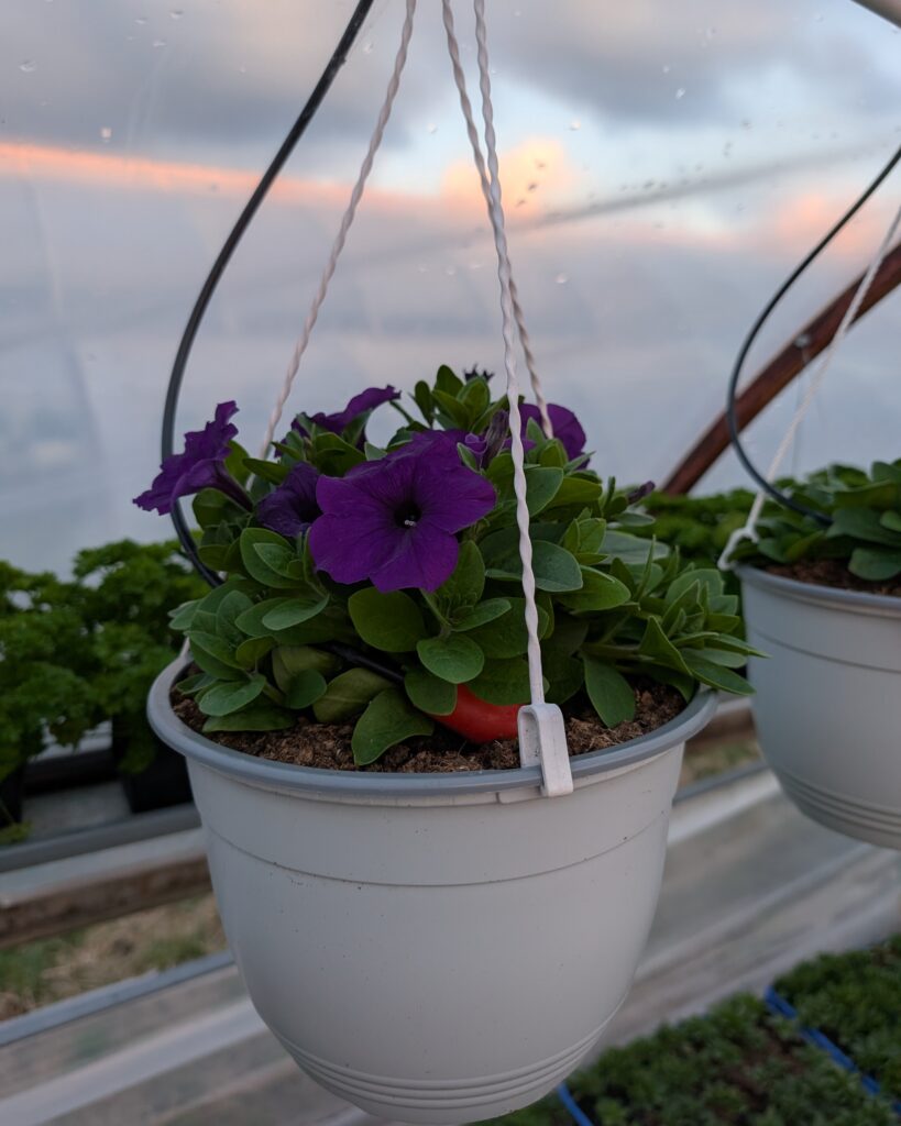 Petunia-amppeli