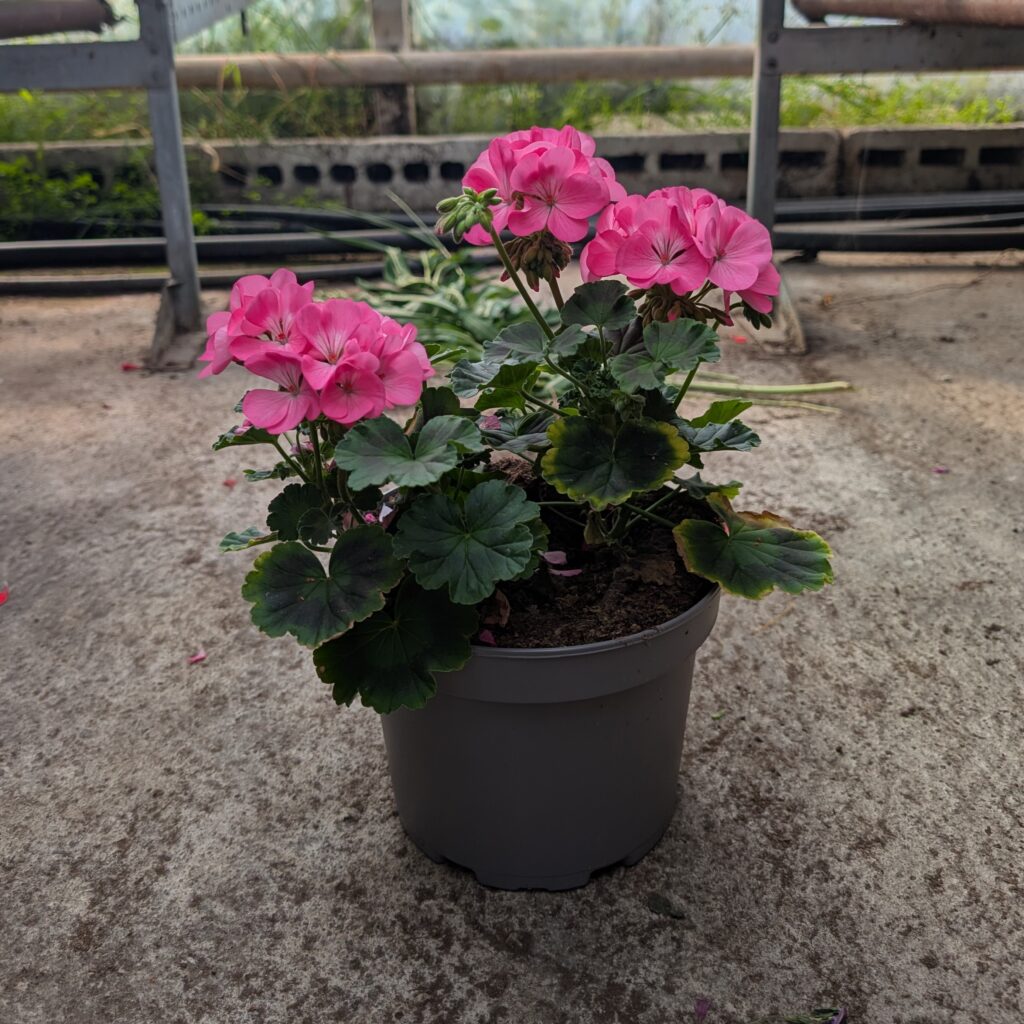 Pilaripelargoni
