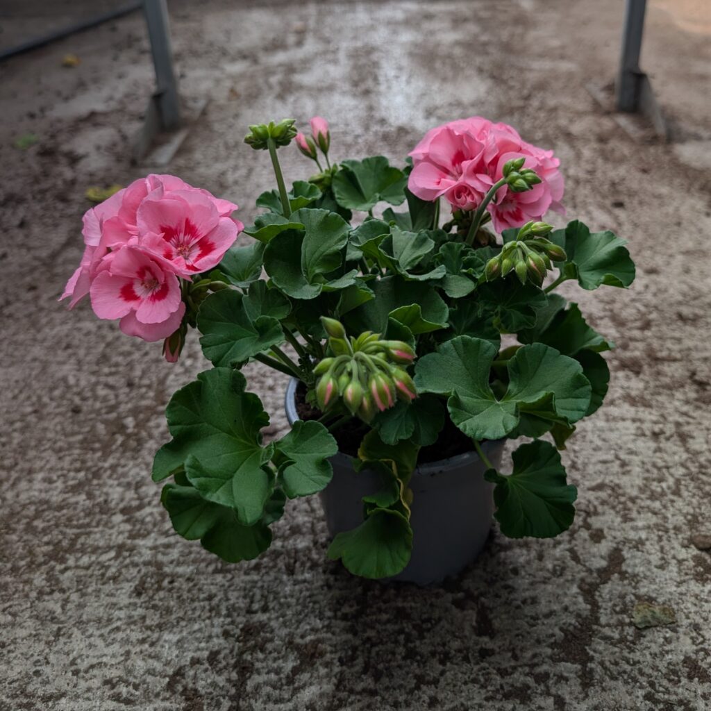 Puoliriippuva pelargoni