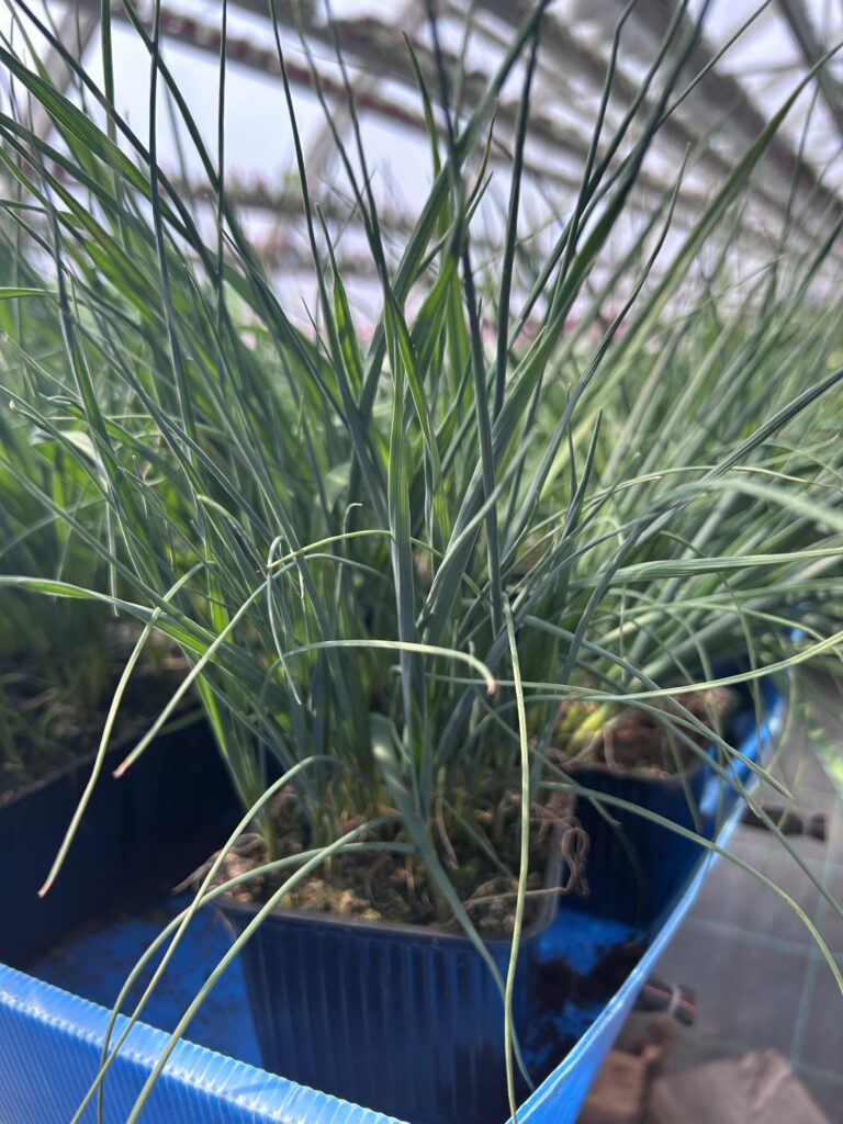 Purjo