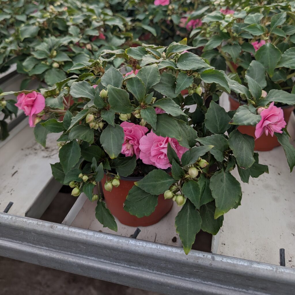 Ruusuliisa