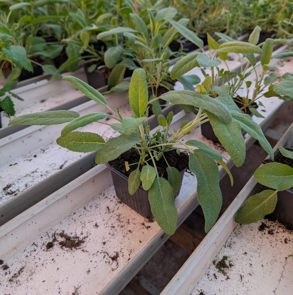 Salvia