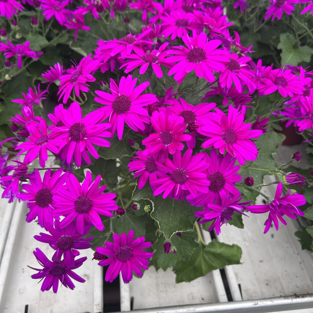 Senetti