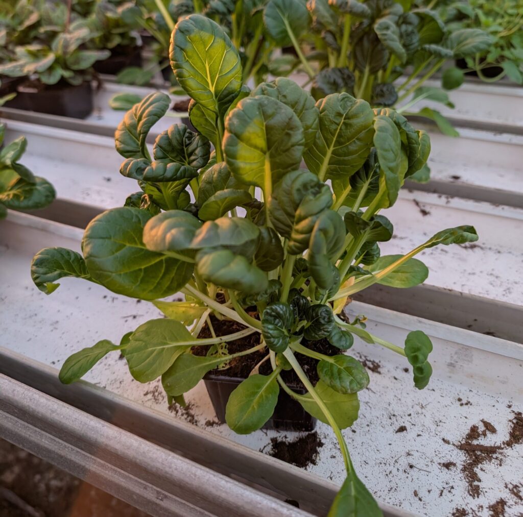 Tatsoi