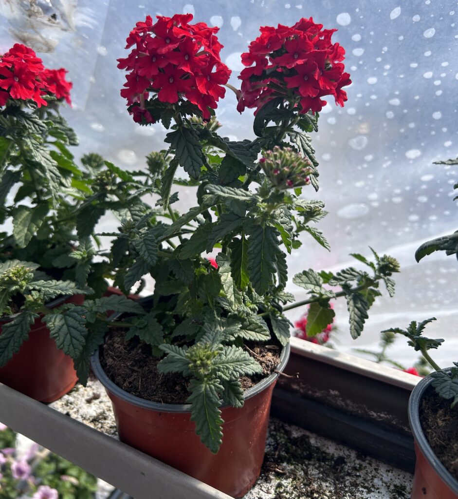 Verbena