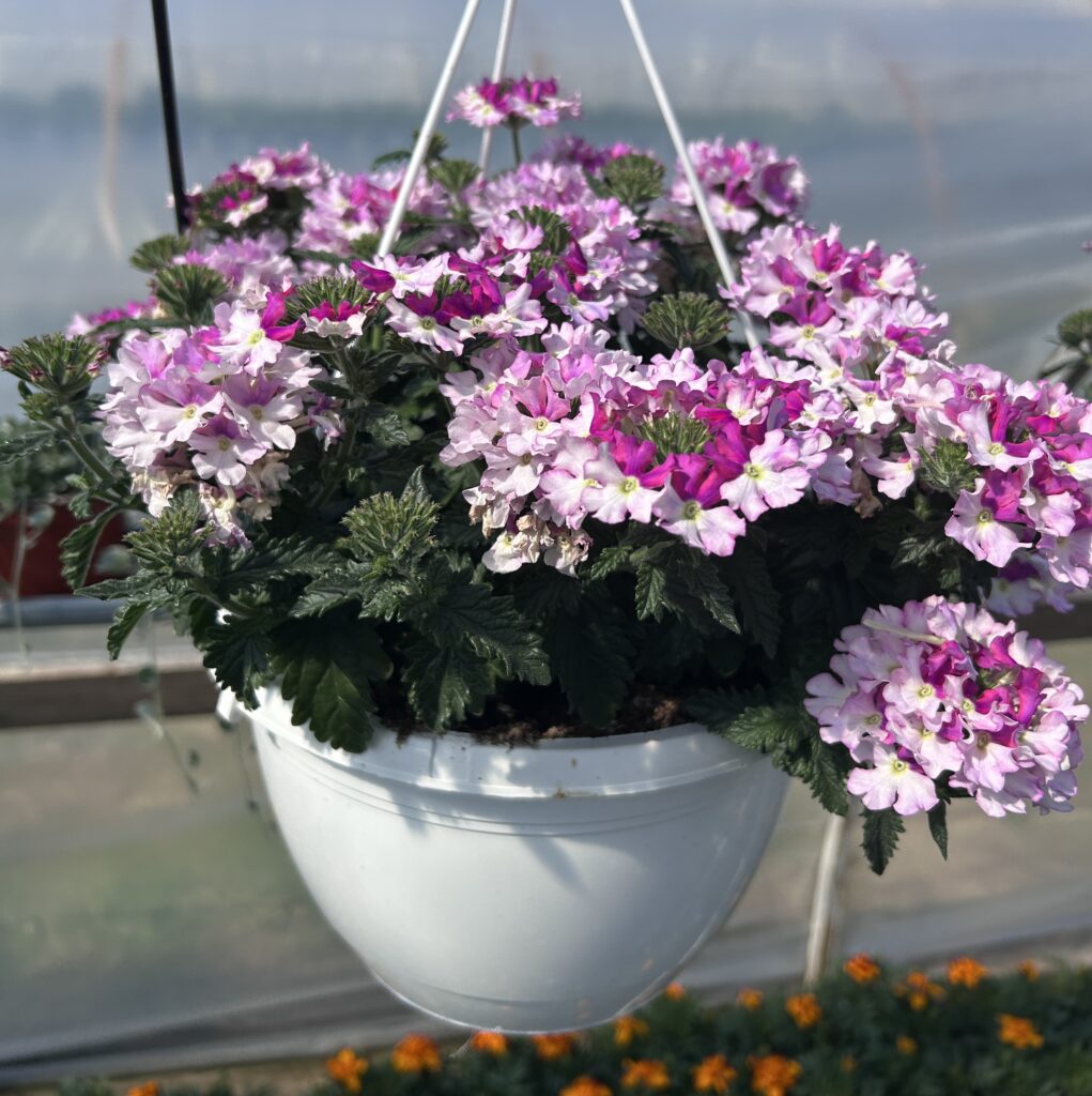 Verbena-amppeli