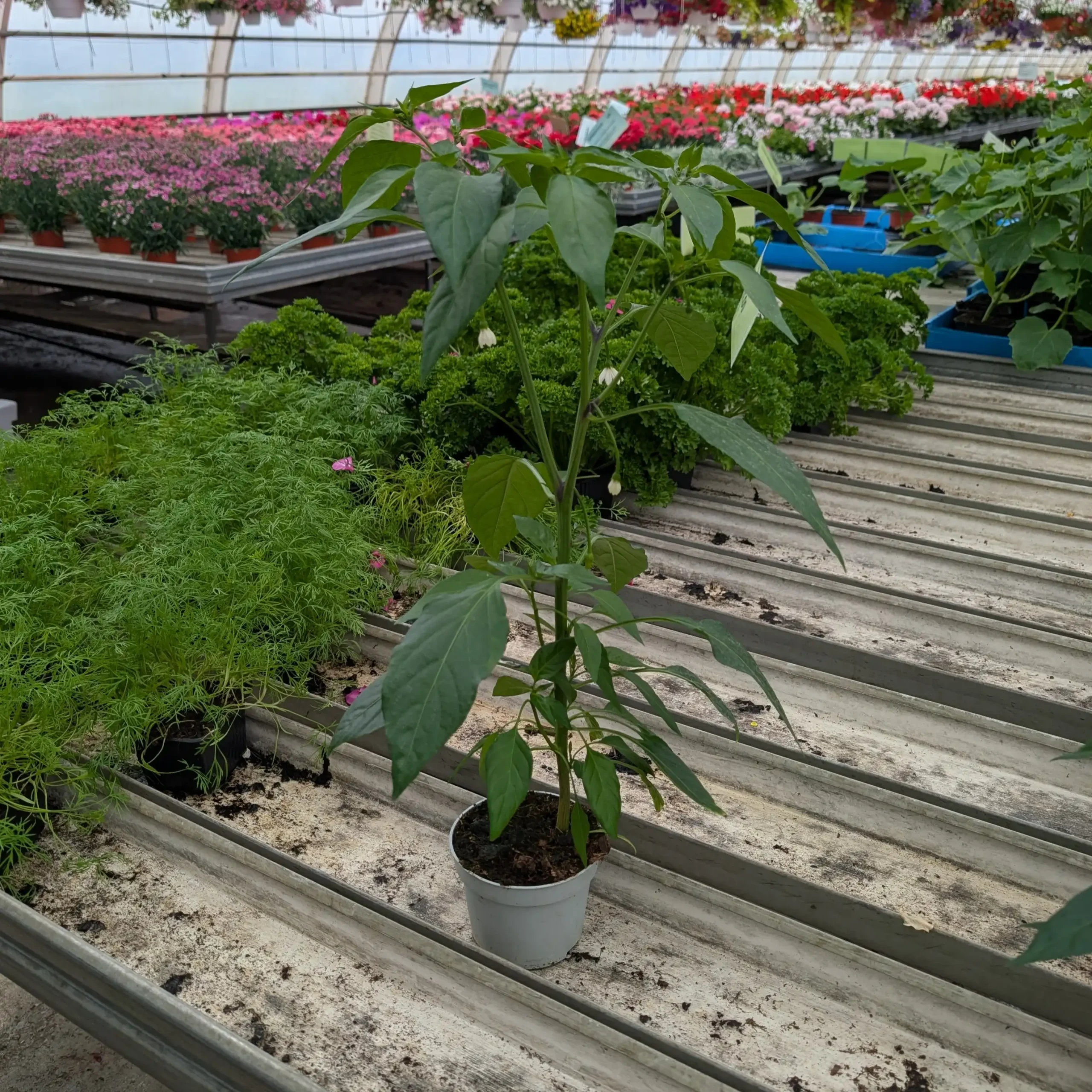 Chilipaprika (Fireflame)