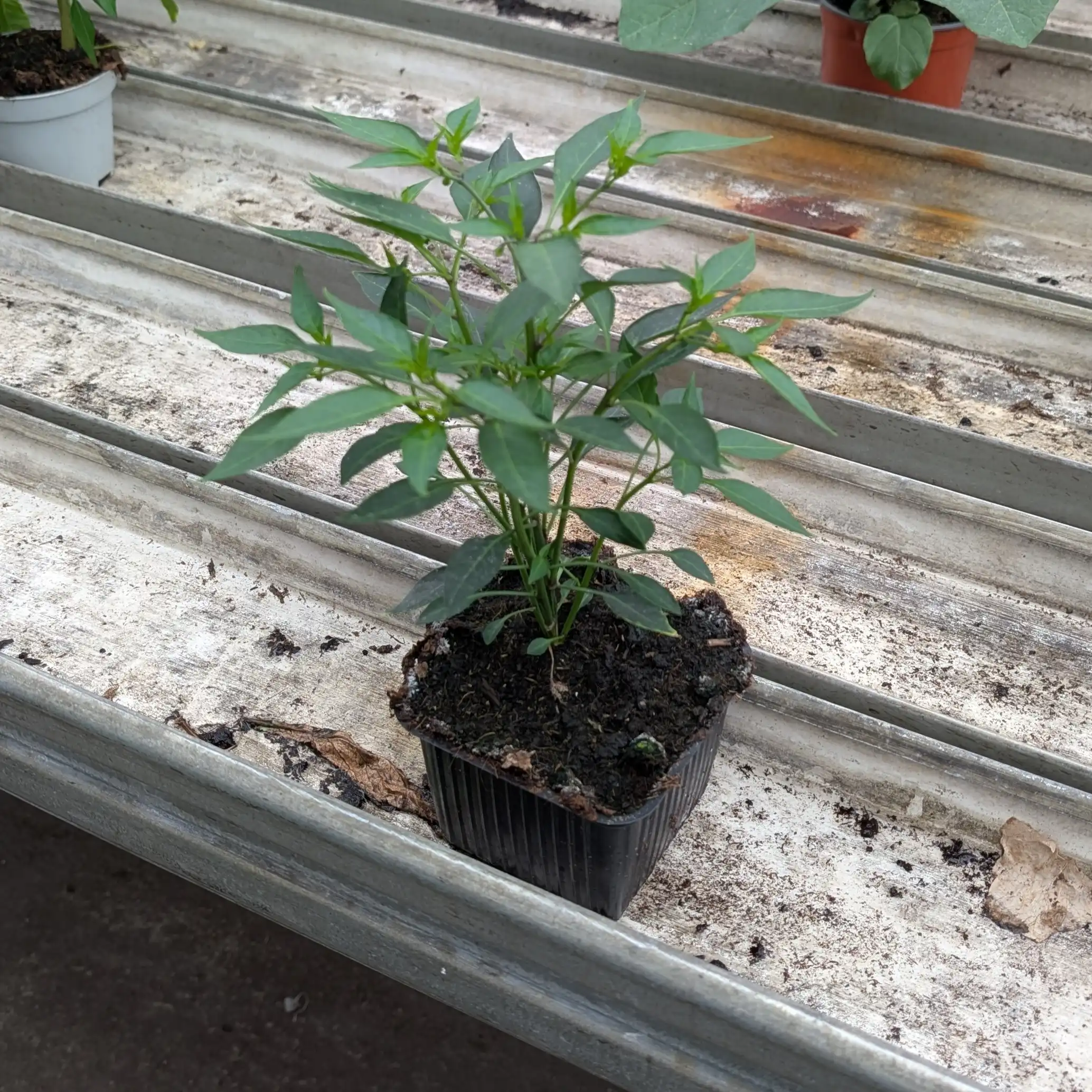 Chilipaprika (Red Demon)