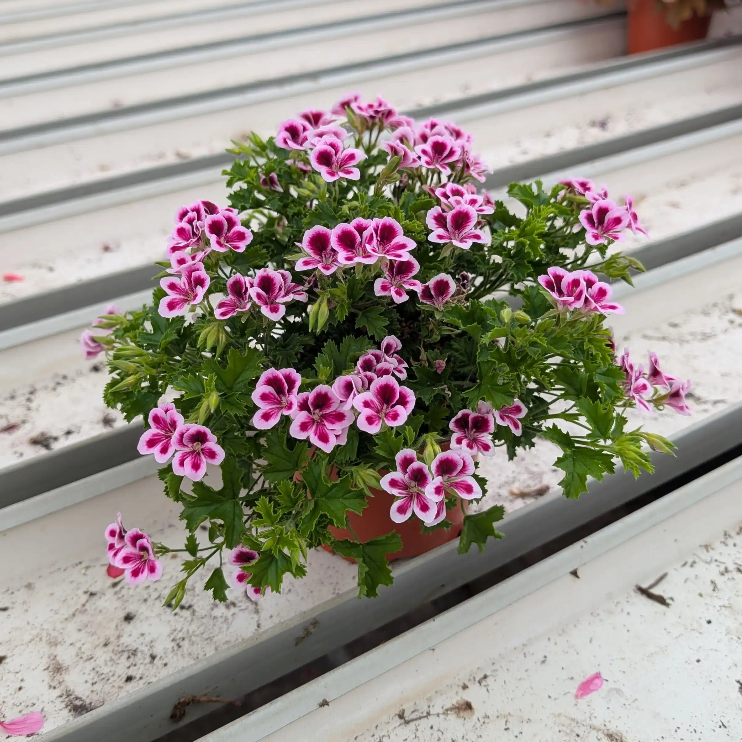 Enkelinsilmäpelargoni