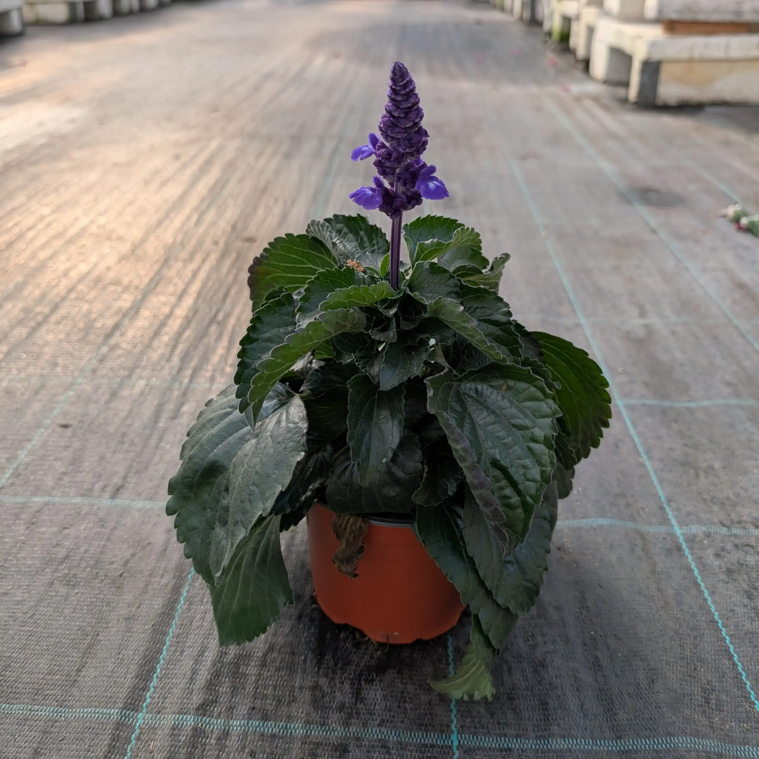 Härmesalvia