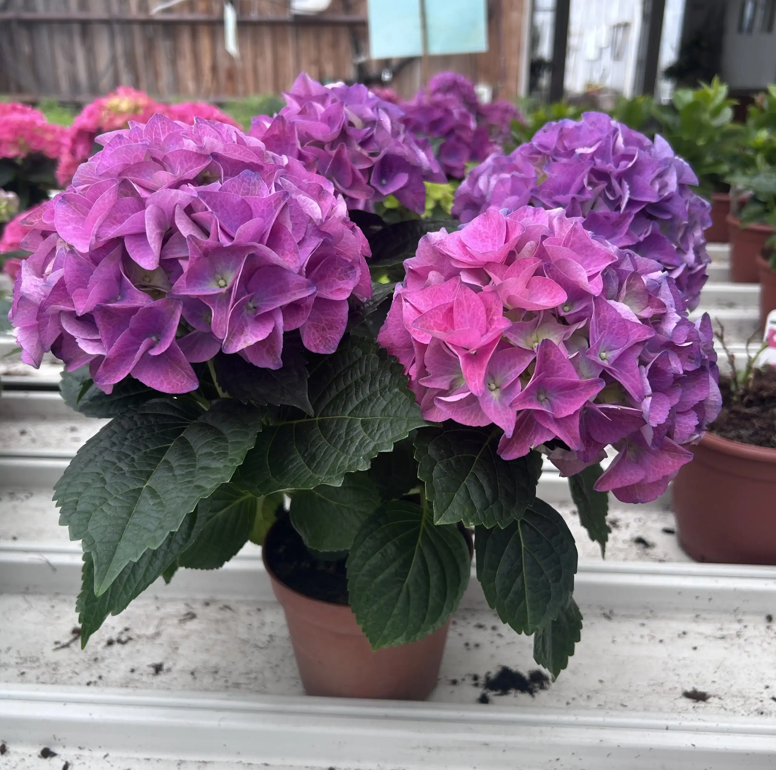 Hortensia