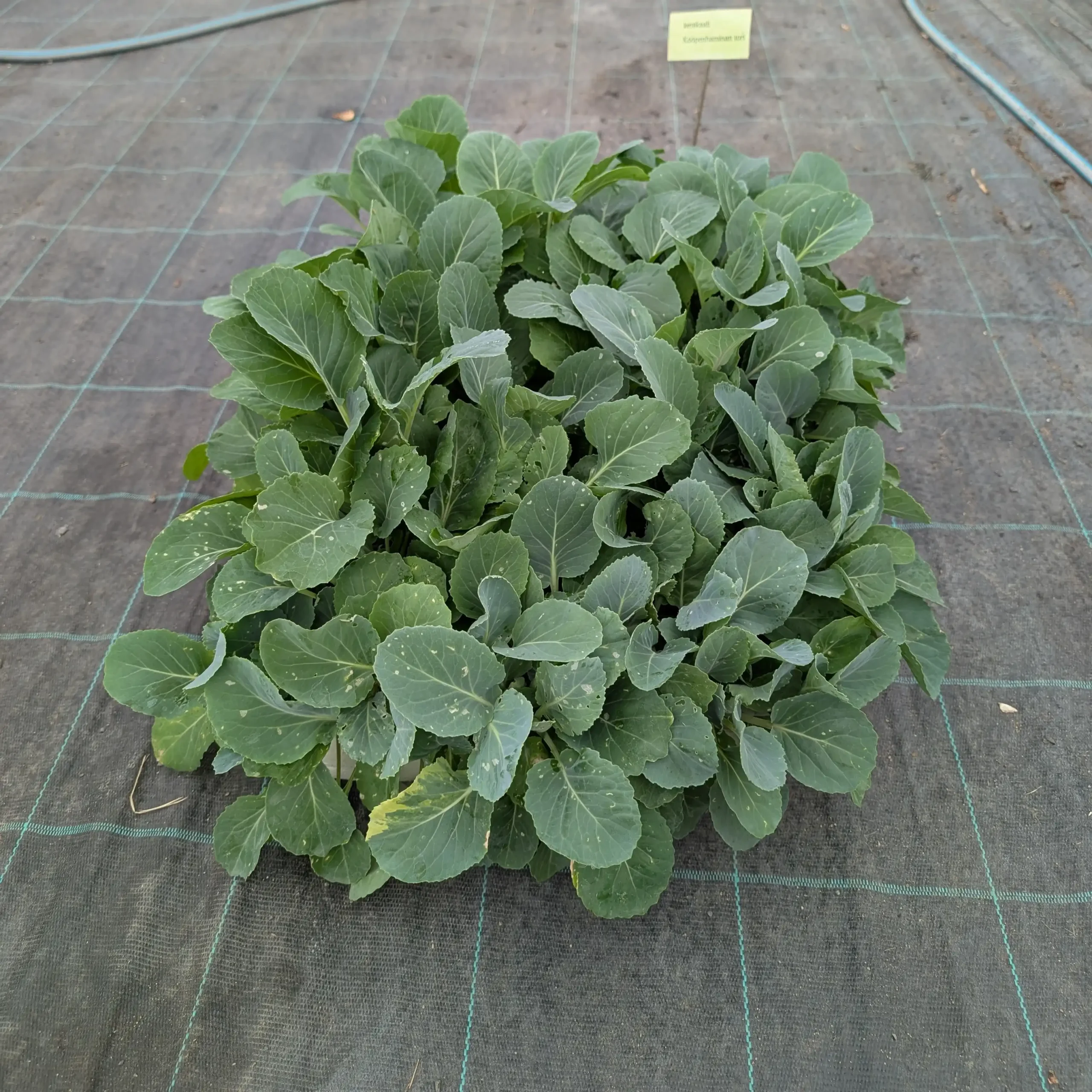 Keräkaali