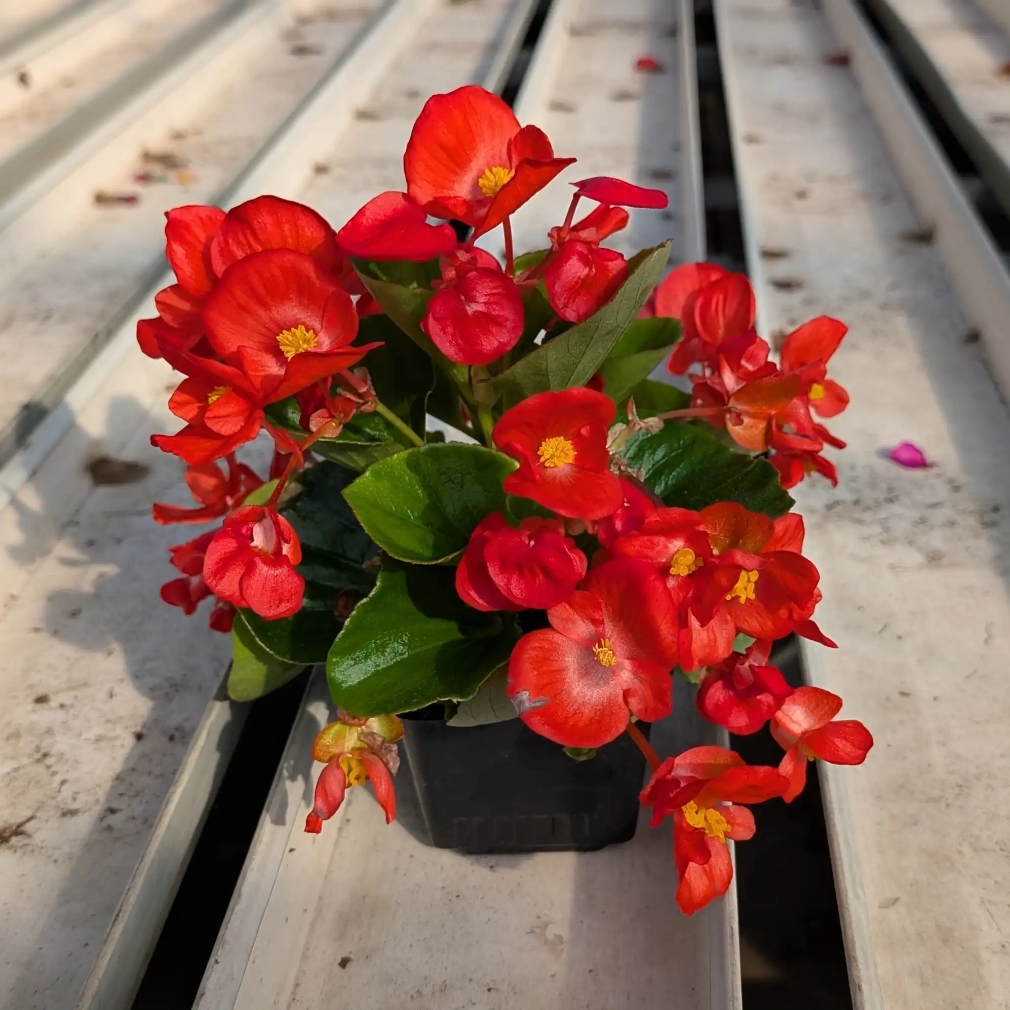 Kesäbegonia