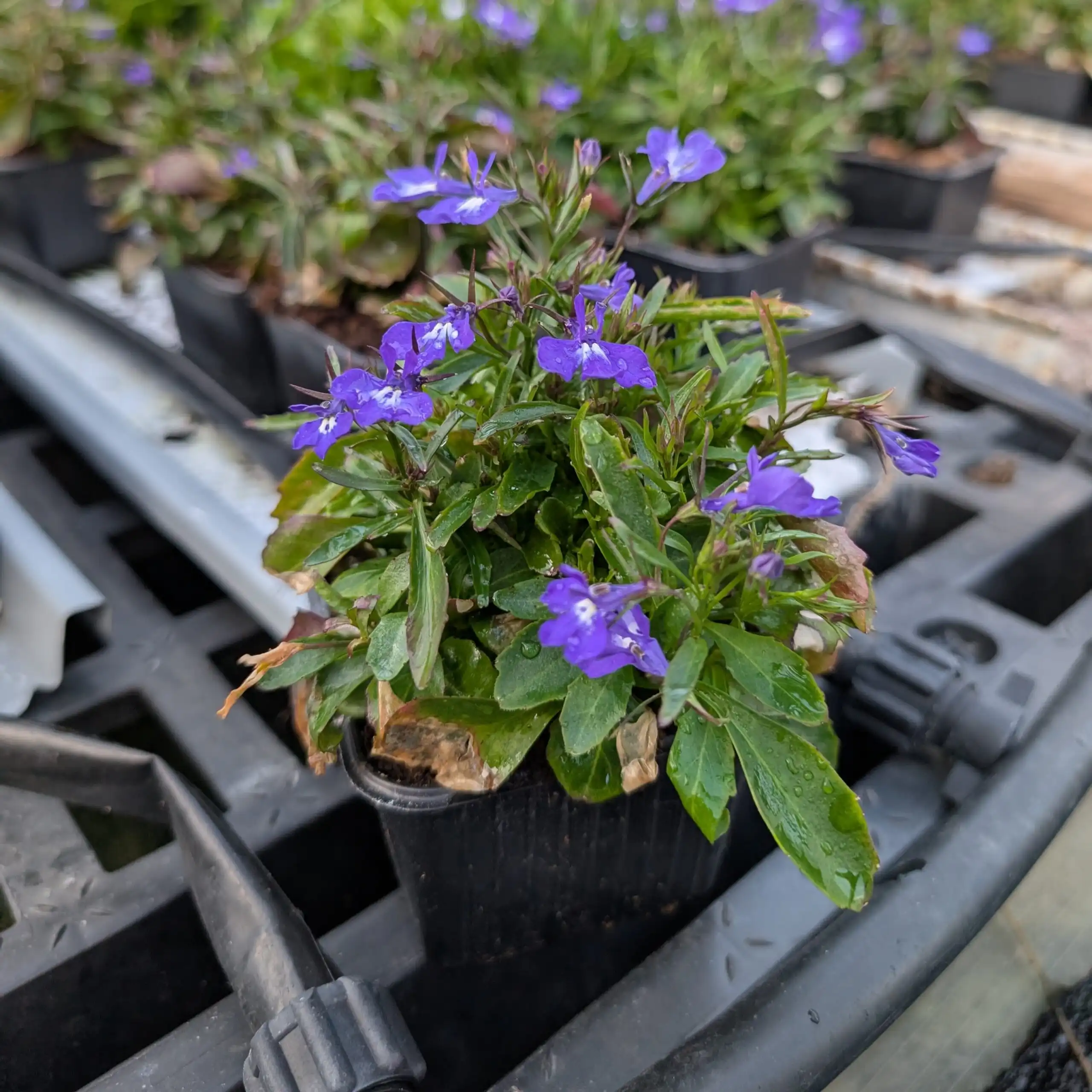 Lobelia