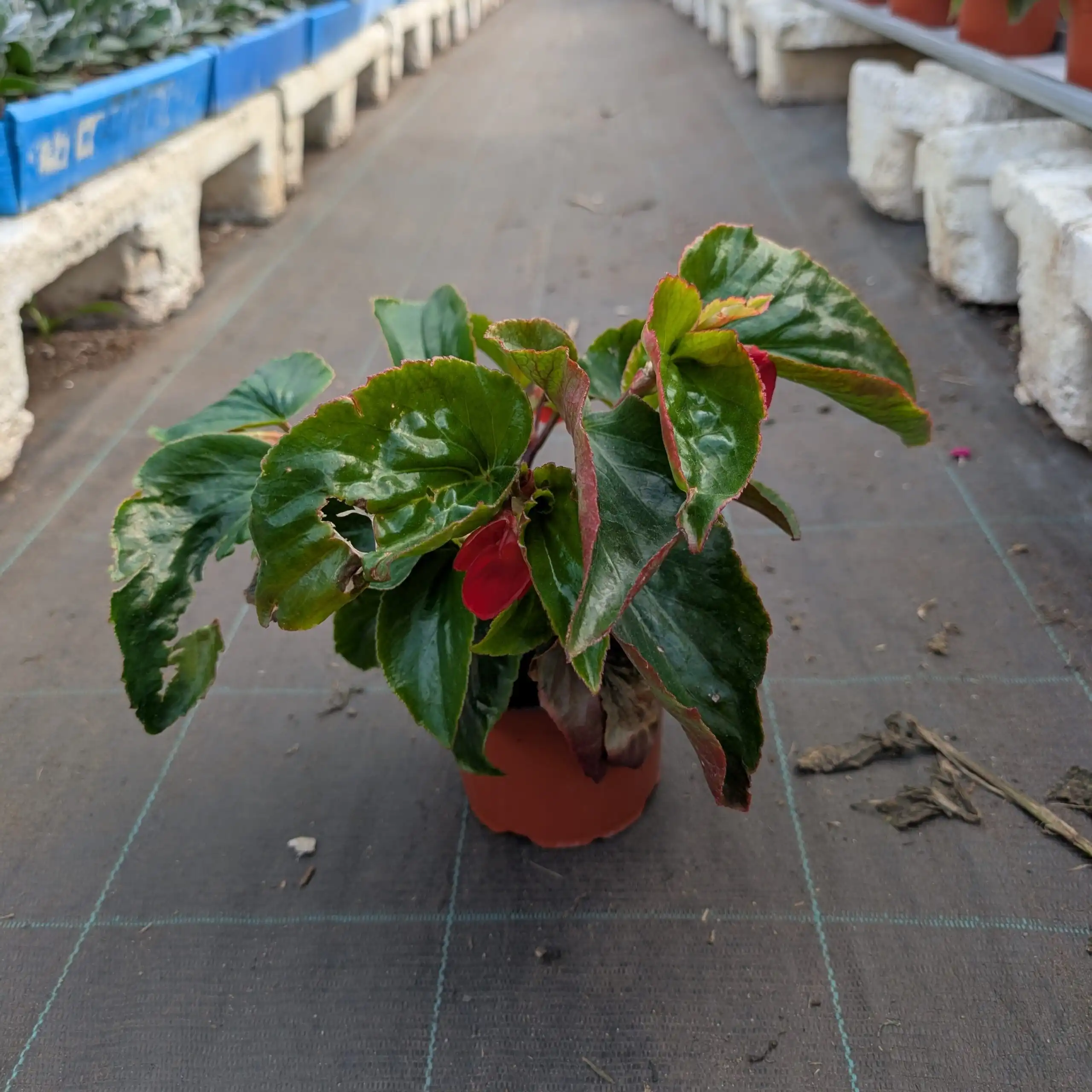 Maisemabegonia