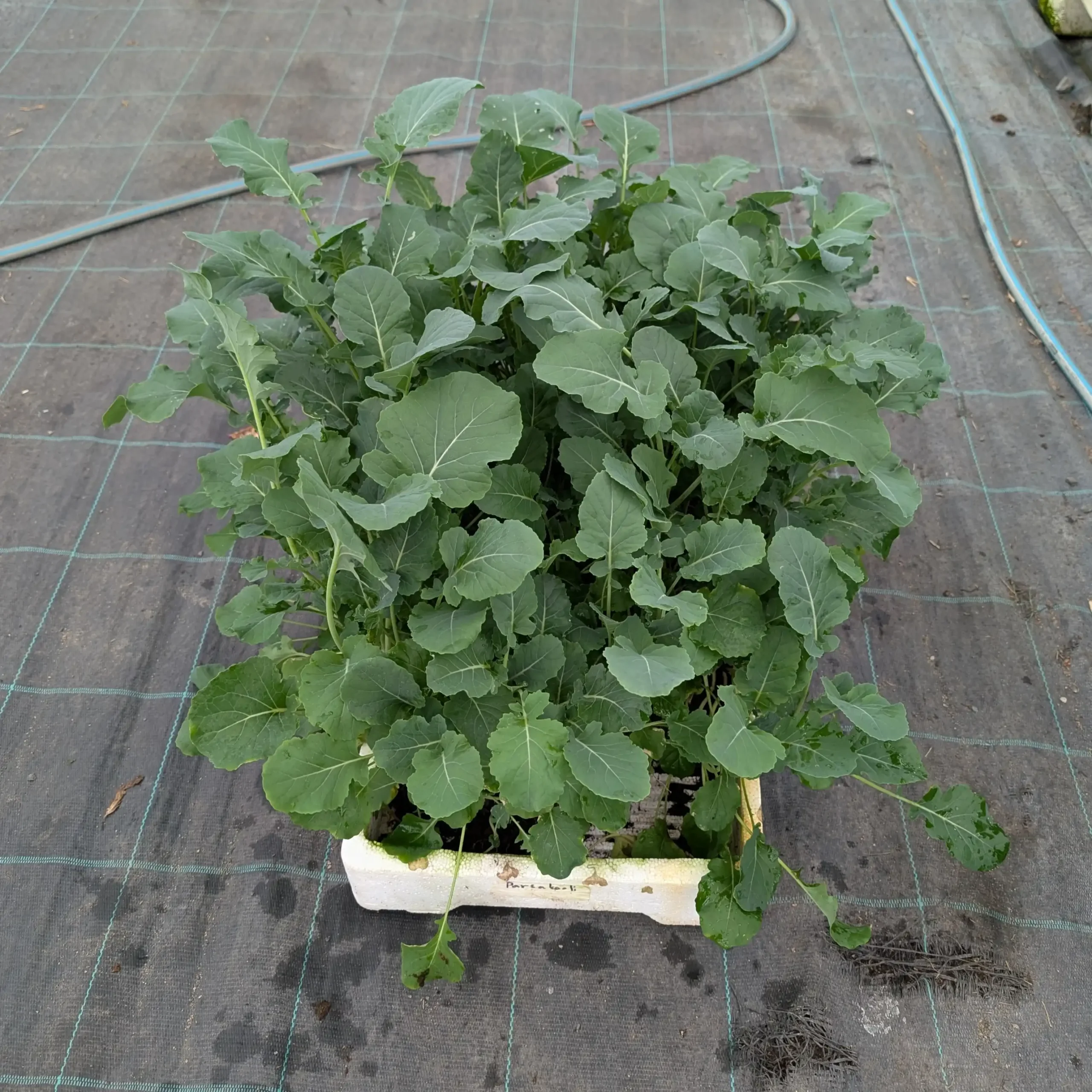 Parsakaali