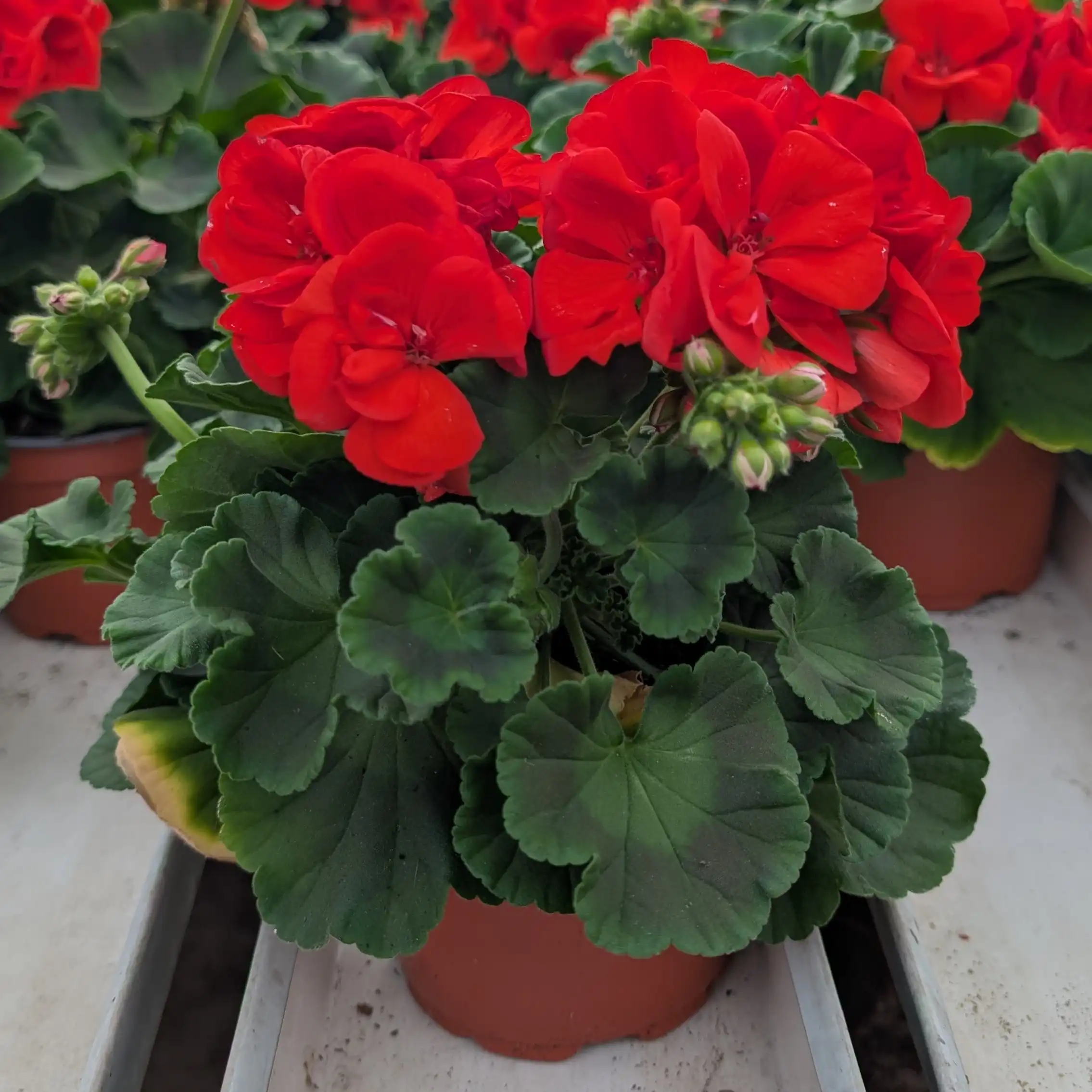 Pelargoni