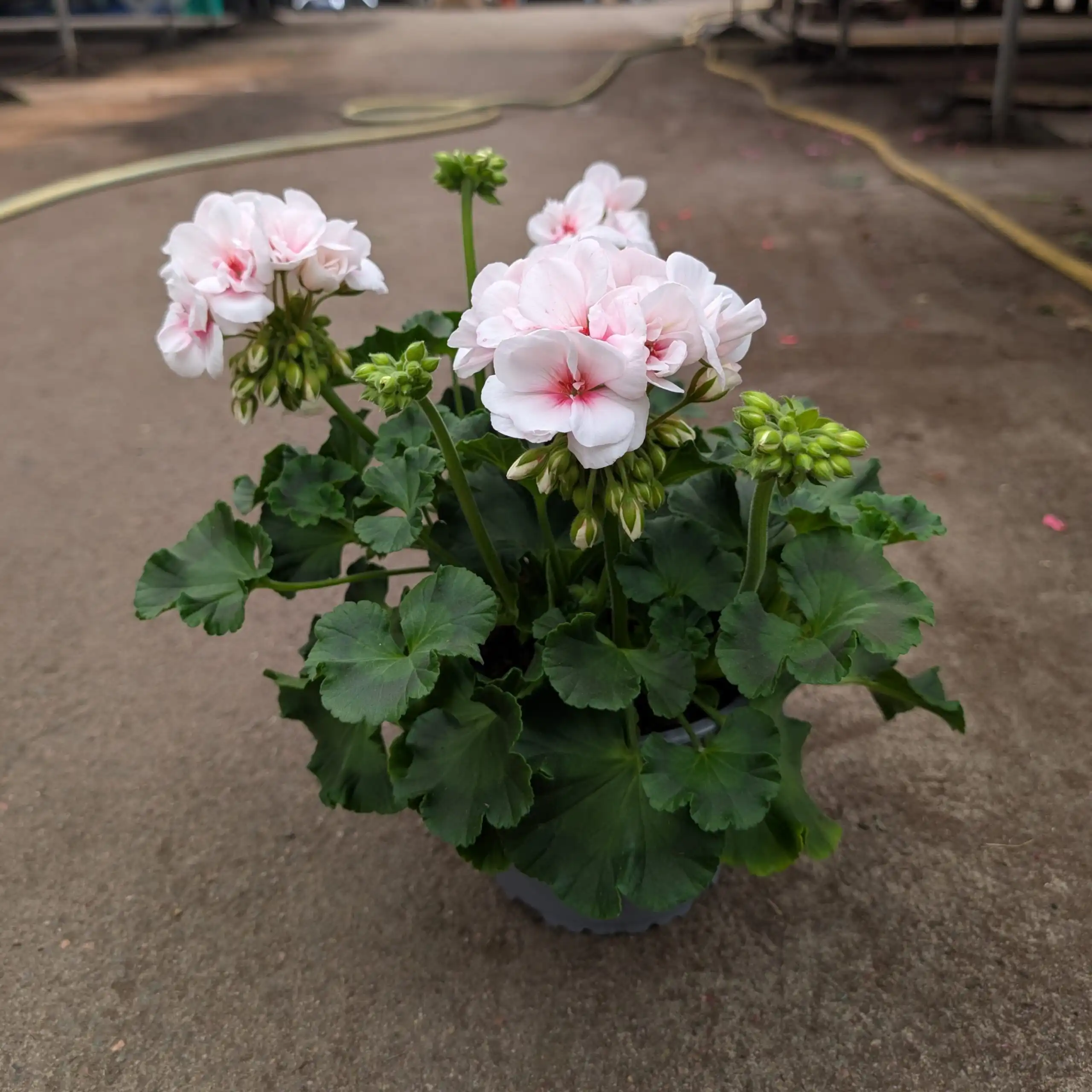 Pelargoni Estelle