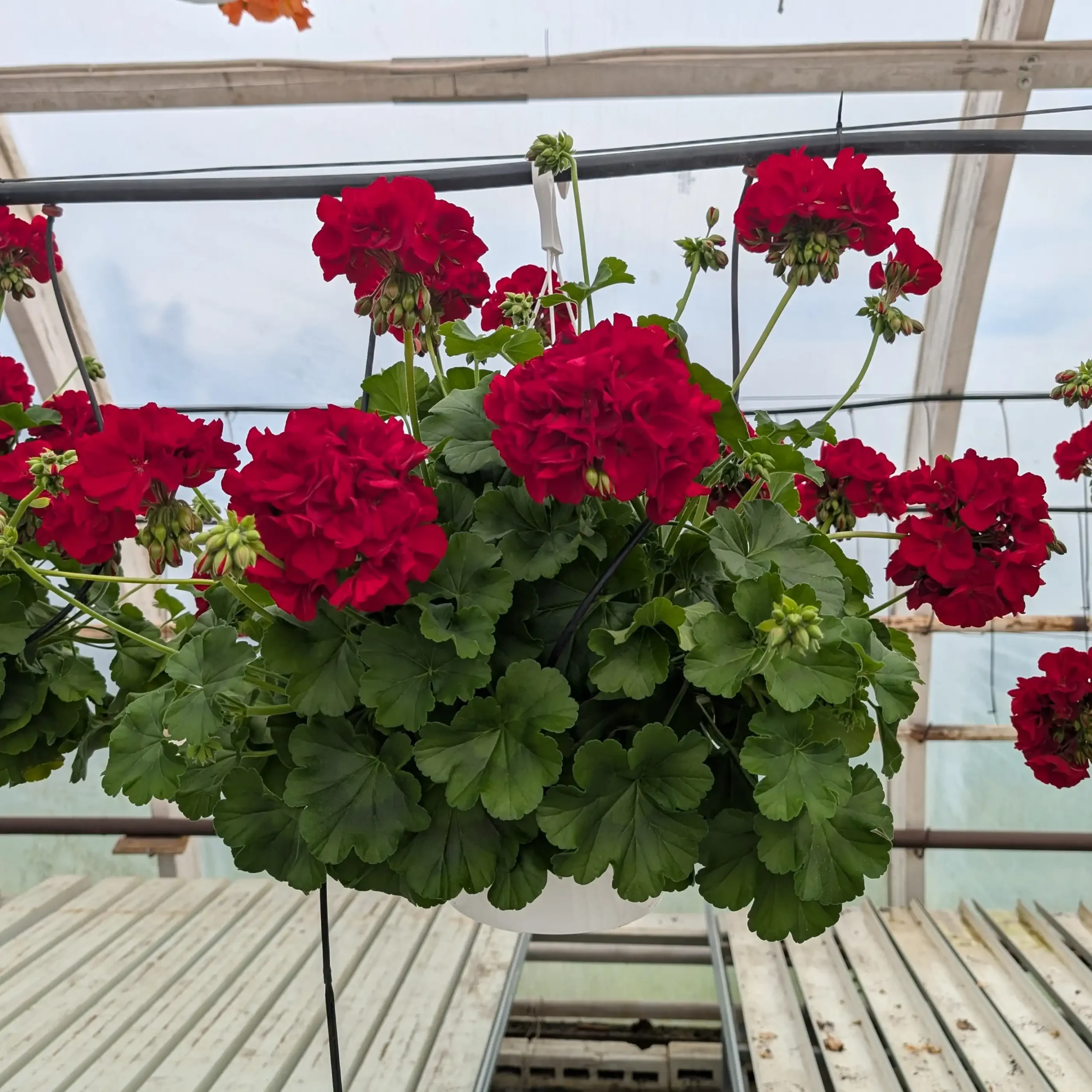 Pelargoniamppeli