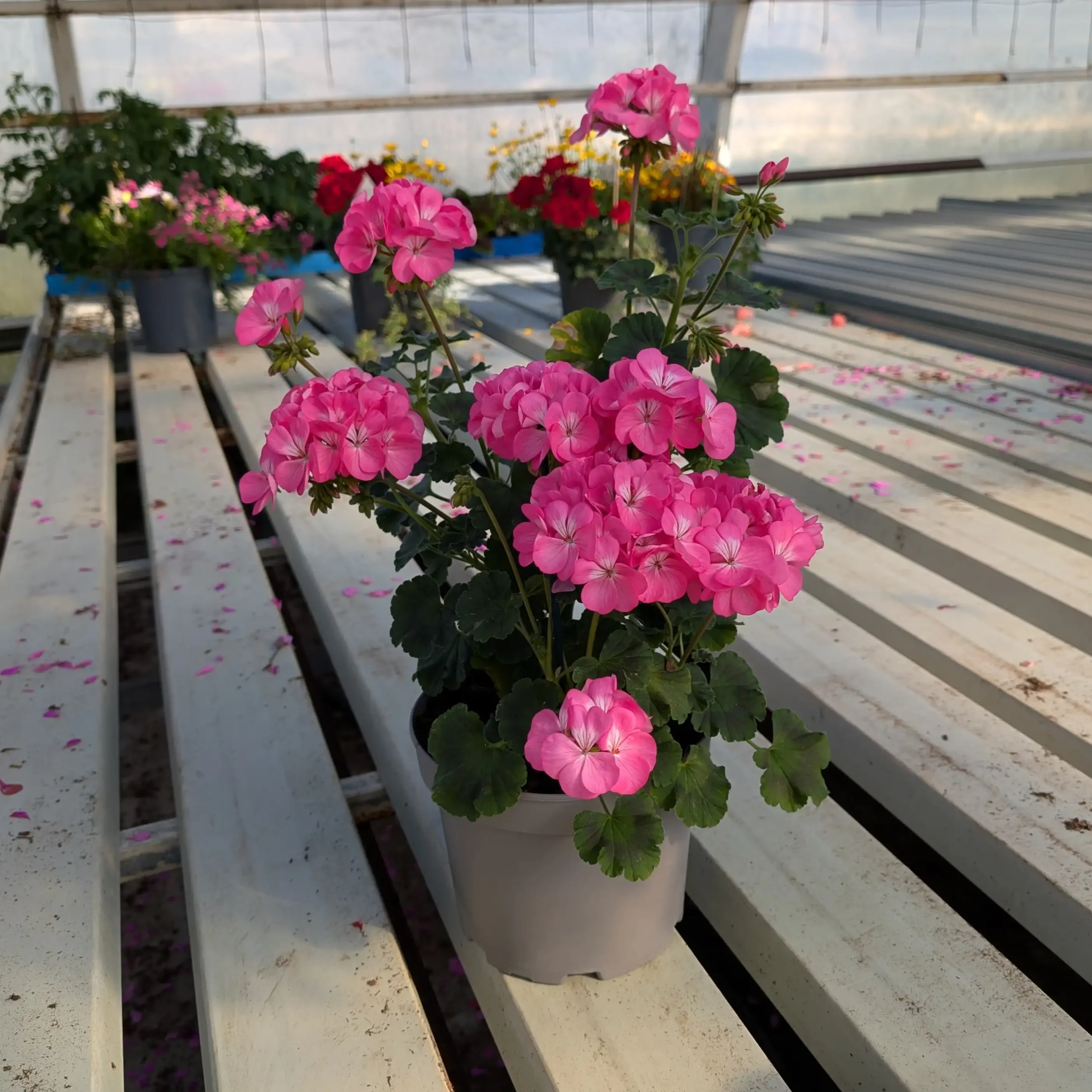 Pilaripelargoni