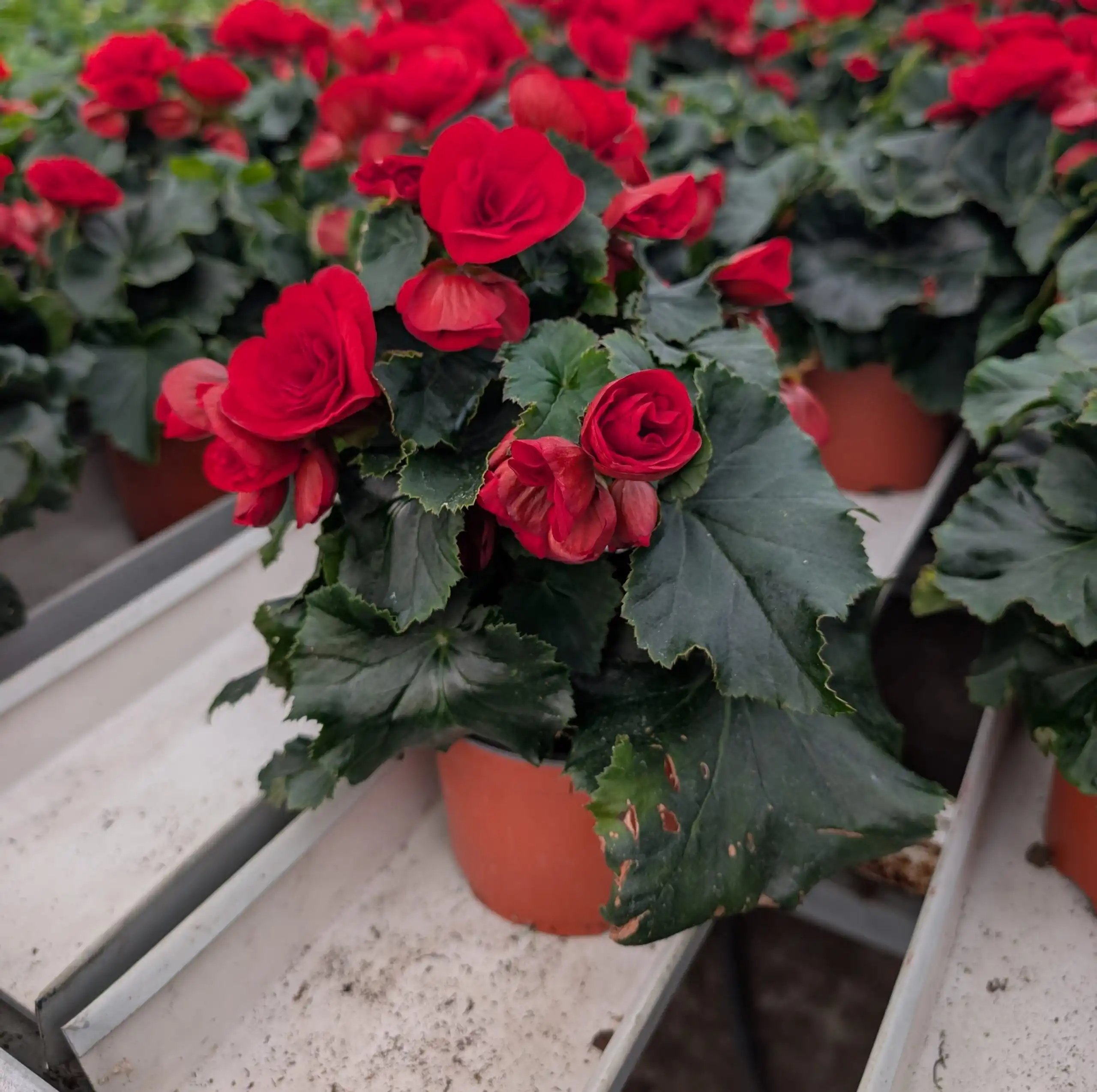 Ruusubegonia