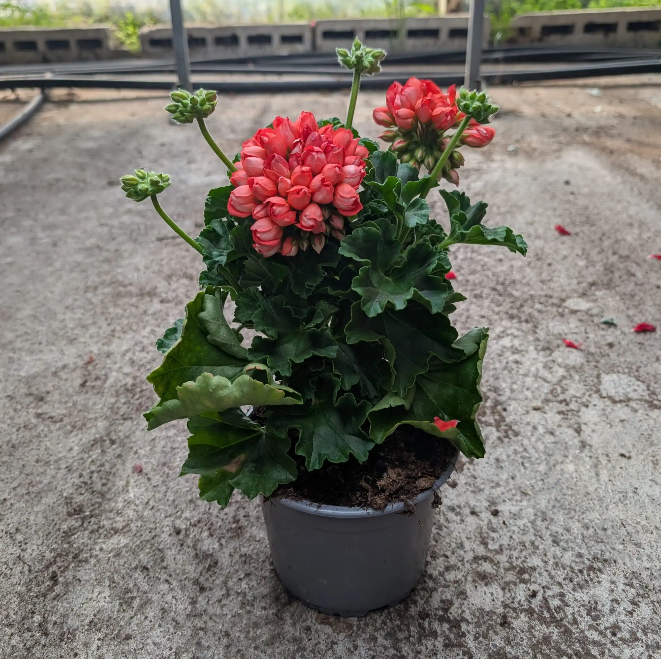 Tulppaanipelargoni