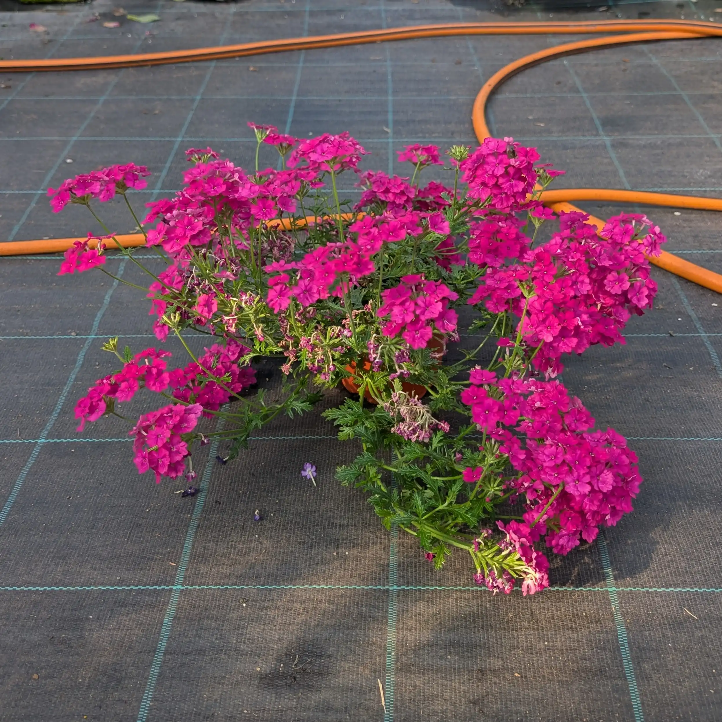 Verbena